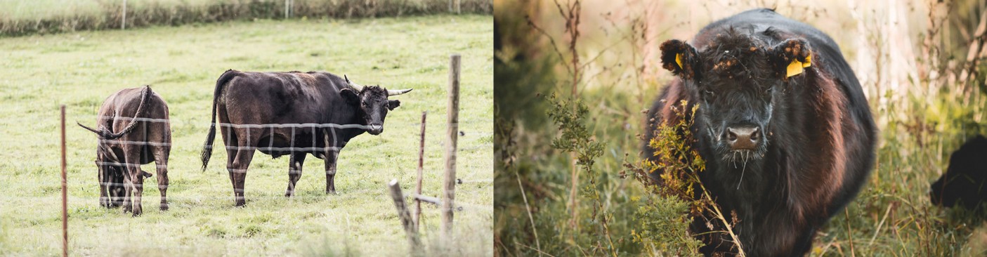 What makes dry aged beef so special?